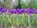 Diviser Les Iris | Cultiver Son Jardin, Jardinage, Iris Fleur intérieur Lame Parfumee Des Jardins