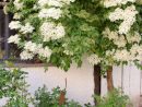 Holunder-Buttermilch Panna Cotta (Mit Bildern) | Baum ... serapportantà Conception De Jardin Rapp
