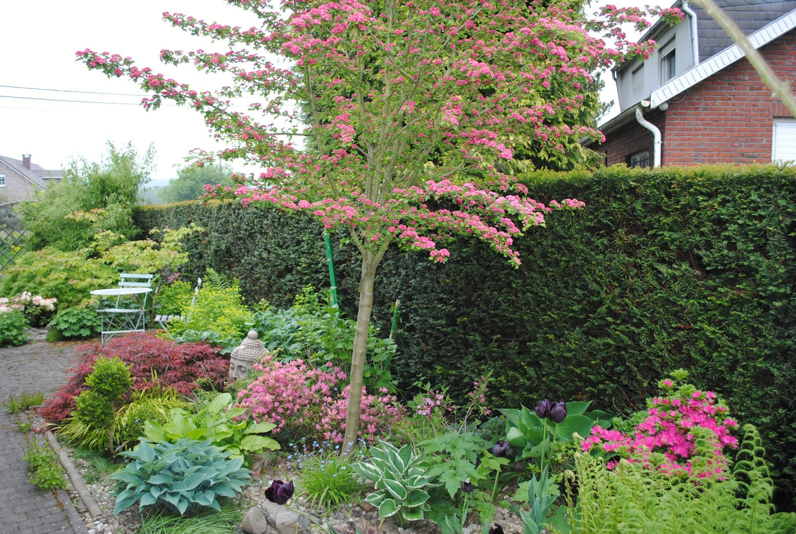 La Passion D'anne-Marie: Mes Arbres Pour Mon Petit Jardin intérieur Jardin Arbre