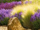 Les Graminées : 5 Superbes Variétés | Jardins, Idées Jardin ... pour Idee Massif Mediterraneen