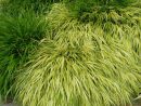 Les Gros Coussins De L'herbe Du Japon (Hakonechloa Macra ... pour Couvre Sol Jardin Japonais