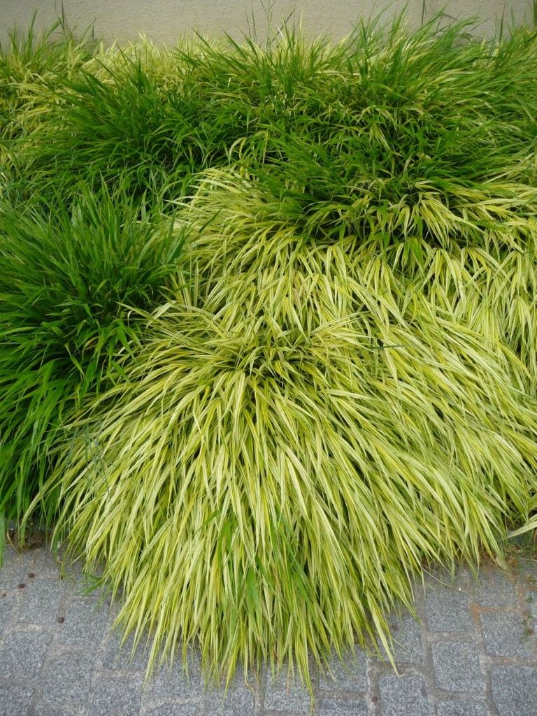 Les Gros Coussins De L'herbe Du Japon (Hakonechloa Macra ... pour Couvre Sol Jardin Japonais