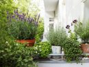 Les Jardinières Parfumées: Donnez De L'éclat À Vos Balcons ... pour Lame Parfumee Des Jardins
