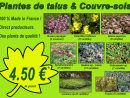 Plantes De Talus &amp; Couvre-Sols - Concept Nature Paysagiste tout Amenager Un Talus Sans Entretien