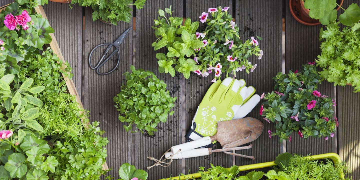 Quatre Bons « Plants » Pour Jardiner Au Balcon concernant Créer Son Jardin Virtuel Gratuit