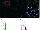 Viruses | Free Full-Text | Superresolution Imaging Of Human ... tout Dalle Bip Airial Gris
