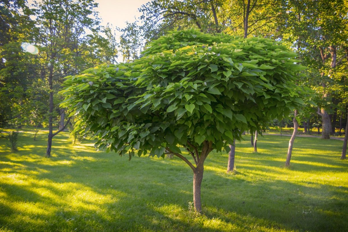 Quel arbre persistant à croissance rapide ?