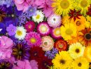 10 Fleurs Géniales À Planter Et À Voir Fleurir Cet Été ... à Fleurs À Couper Au Jardin