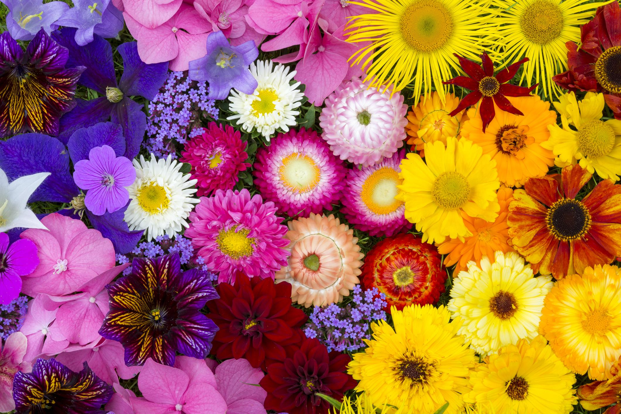 10 Fleurs Géniales À Planter Et À Voir Fleurir Cet Été ... à Fleurs À Couper Au Jardin