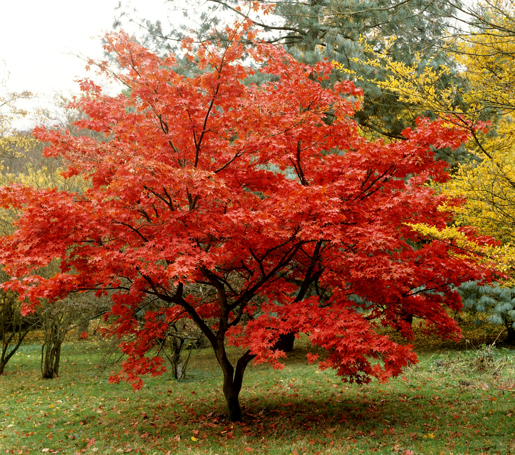 10 Plantes Incontournables Dans Un Jardin Japonais encequiconcerne Plante Jardin Japonais