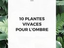 10 Plantes Vivaces D'ombre Pour Composer Un Massif ... avec Plante Jardin Ombre