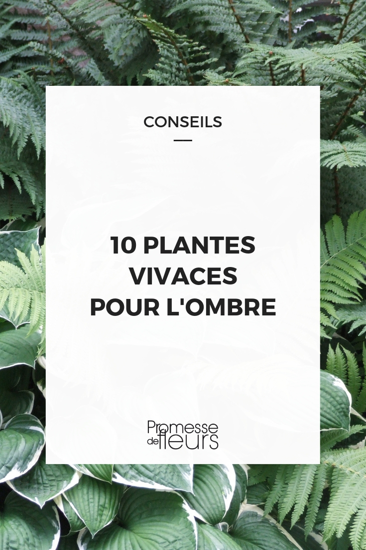 10 Plantes Vivaces D'ombre Pour Composer Un Massif ... avec Plante Jardin Ombre