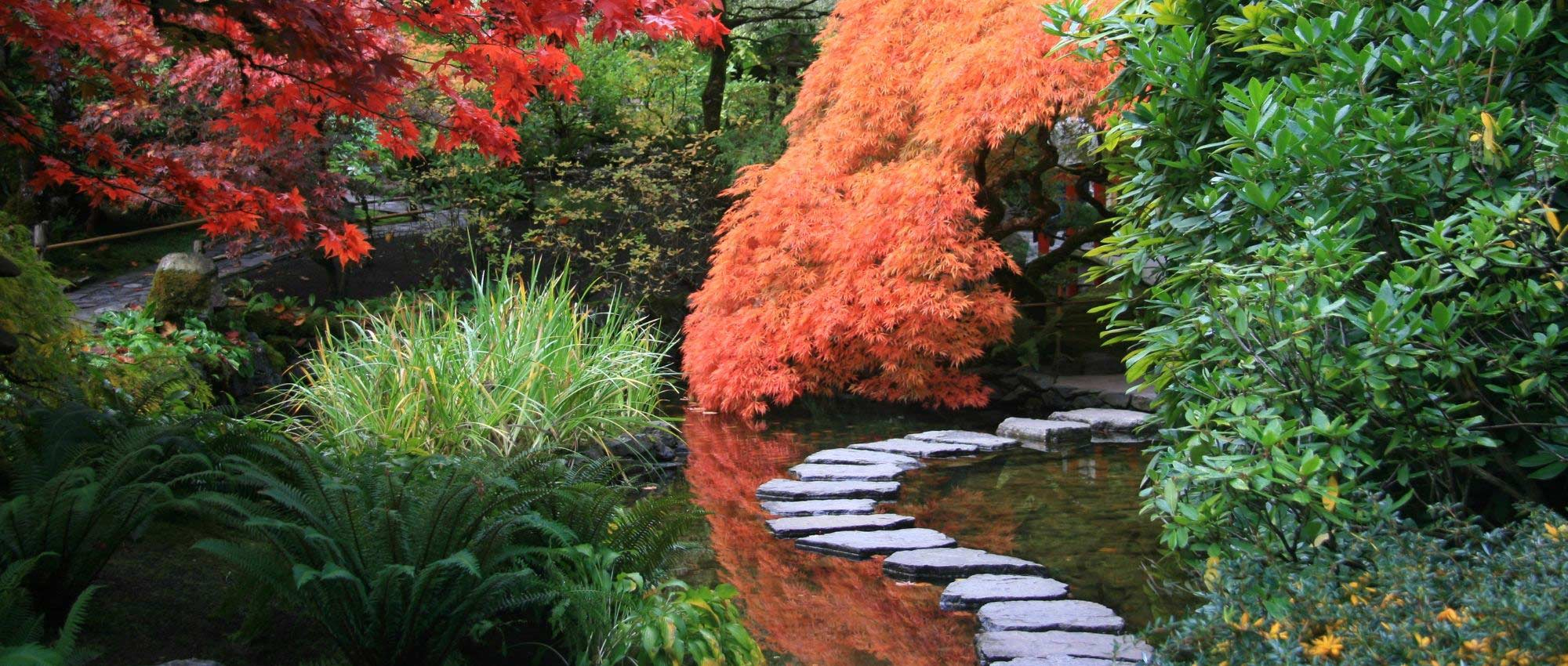 10 Plantes Vivaces Pour Jardin Japonais concernant Plante Jardin Japonais
