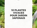 10 Plantes Vivaces Pour Jardin Japonais destiné Plante Jardin Japonais