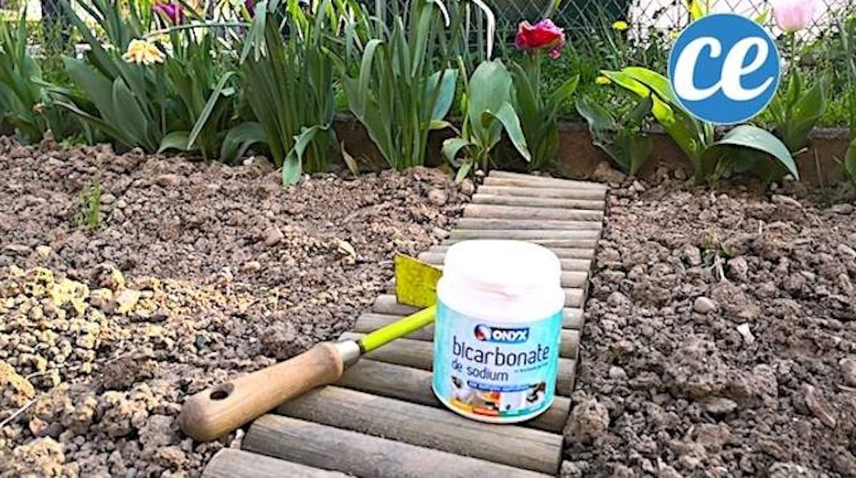 12 Utilisations Du Bicarbonate Dans Le Jardin Que Personne ... destiné Bicarbonate De Soude Jardin
