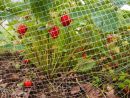 5 Astuces Pour Empêcher Les Oiseaux De Manger Vos Cultures ! concernant Filet De Jardin À Oiseaux