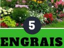 5 Engrais Naturels Et Gratuits Pour Des Plantes En Super ... serapportantà Engrais Bio Jardin
