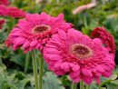 5 Fleurs À Bouquets À Planter Au Jardin - M6 Deco.fr dedans Fleurs À Couper Au Jardin