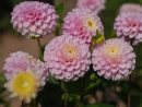 5 Fleurs À Bouquets À Planter Au Jardin - M6 Deco.fr encequiconcerne Fleurs À Couper Au Jardin
