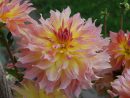 5 Fleurs À Bouquets À Planter Au Jardin - M6 Deco.fr serapportantà Fleurs À Couper Au Jardin