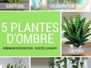 5 Plantes Vertes D'ombre Pour L'intérieur | Plante Verte ... destiné Plante Jardin Ombre