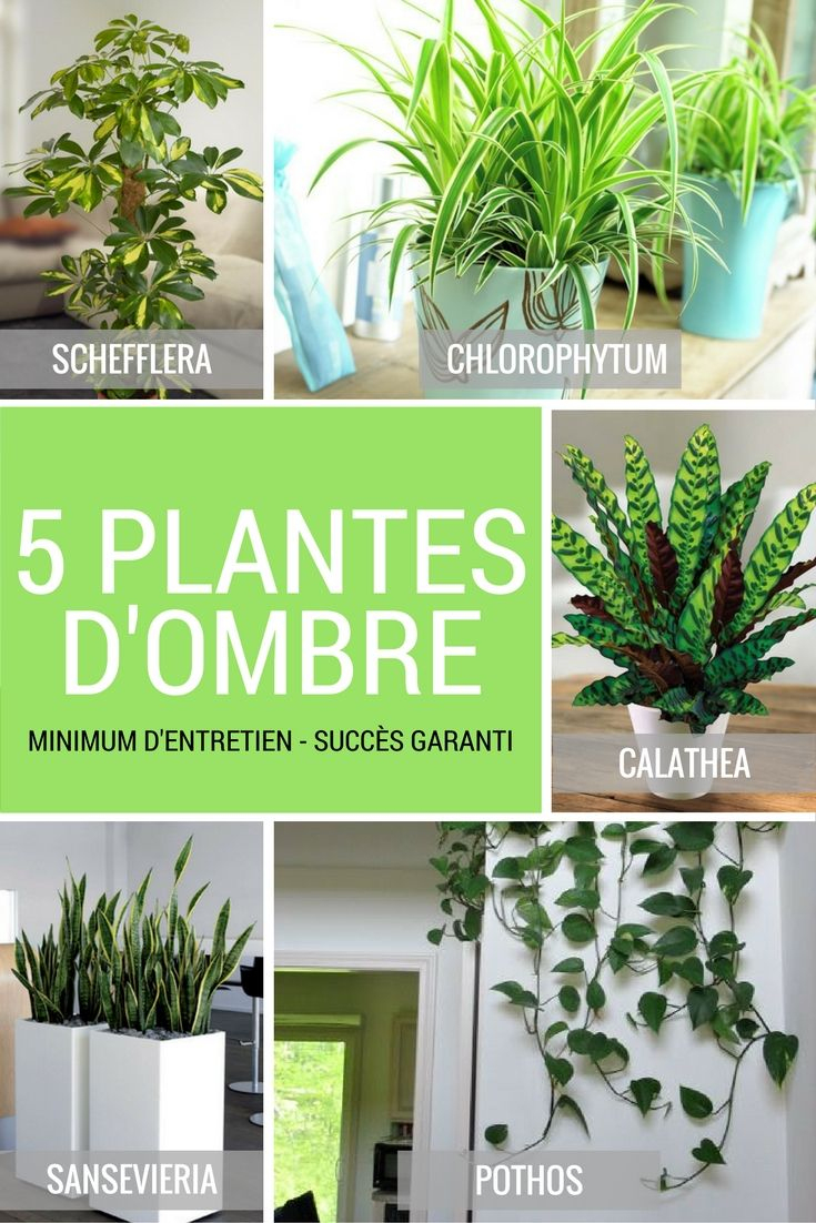 5 Plantes Vertes D'ombre Pour L'intérieur | Plante Verte ... destiné Plante Jardin Ombre