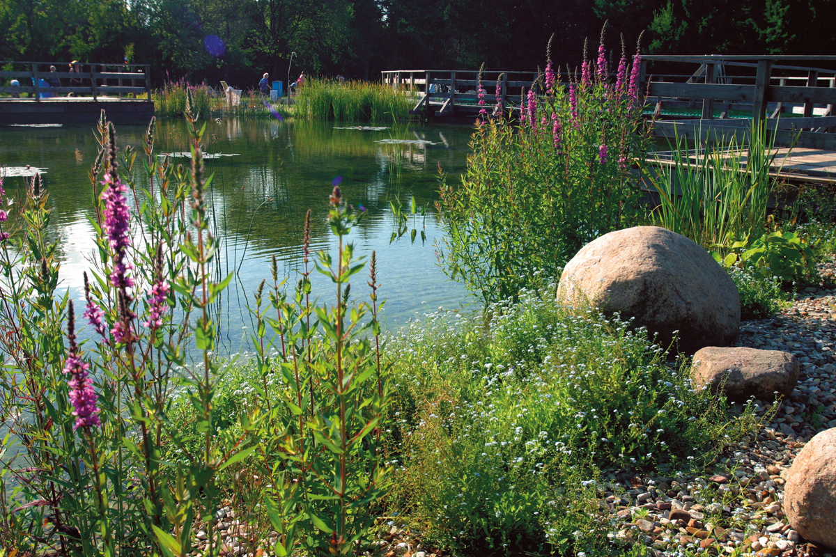 6 Étapes Pour Construire Un Bassin De Jardin Réussi Ou Un ... à Créer Un Bassin De Jardin
