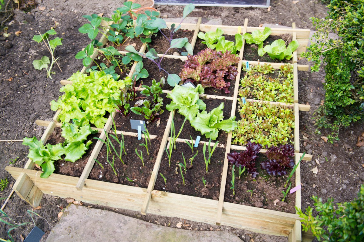 8 Erreurs À Éviter Au Potager Carré serapportantà Jardin Au Carré