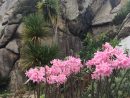 Amaryllis Belladonna Une Plante Bulbeuse - Blog Jardin dedans Amaryllis De Jardin