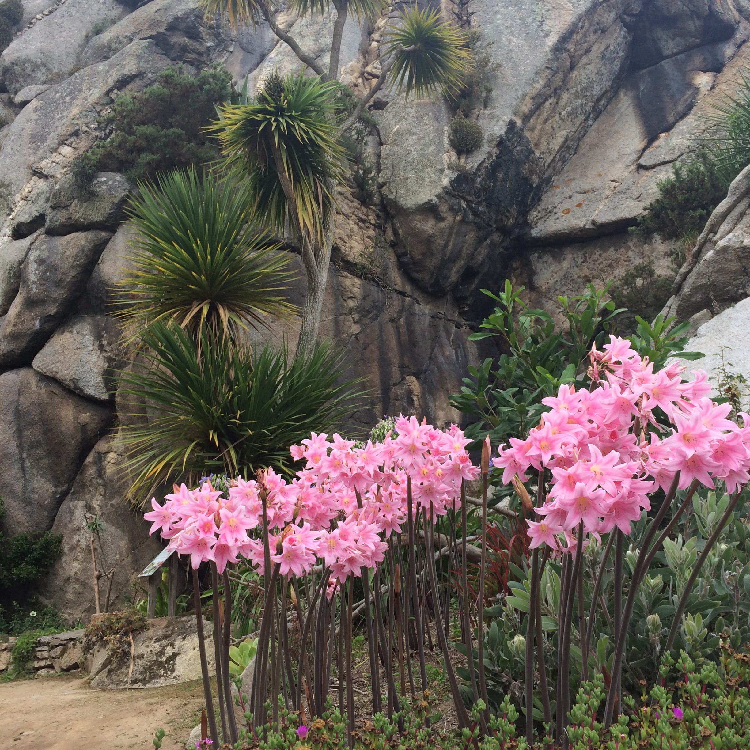 Amaryllis Belladonna Une Plante Bulbeuse - Blog Jardin dedans Amaryllis De Jardin