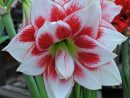 Amaryllis Elvas | Όμορφα Λουλούδια, Φυτά, Κήπος encequiconcerne Amaryllis De Jardin
