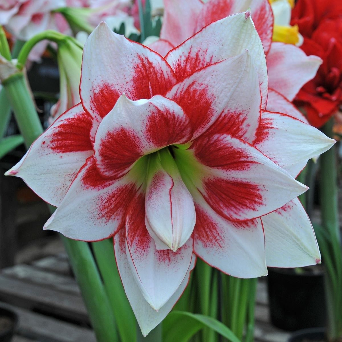 Amaryllis Elvas | Όμορφα Λουλούδια, Φυτά, Κήπος encequiconcerne Amaryllis De Jardin