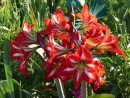 Amaryllis.. - Le Jardin Des Iris Du Barry, Pour Les ... tout Amaryllis De Jardin