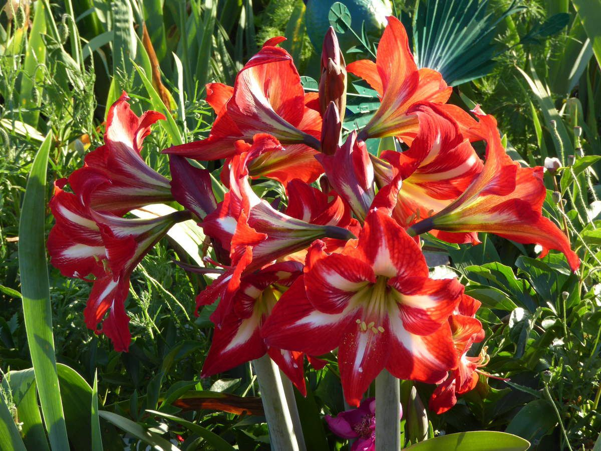 Amaryllis.. - Le Jardin Des Iris Du Barry, Pour Les ... tout Amaryllis De Jardin