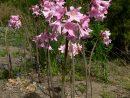 Amaryllis - Wiktionary avec Amaryllis De Jardin