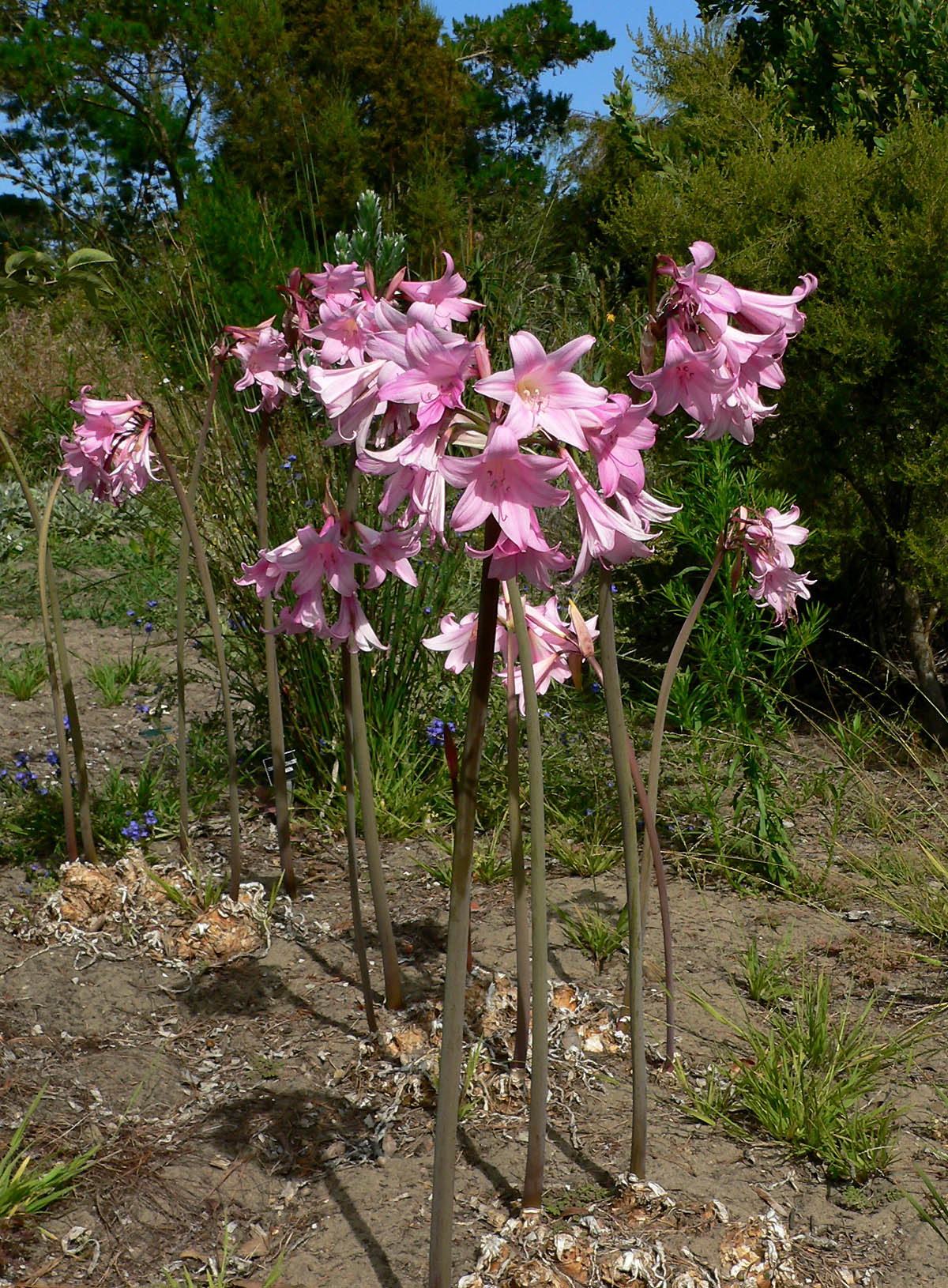 Amaryllis - Wiktionary avec Amaryllis De Jardin