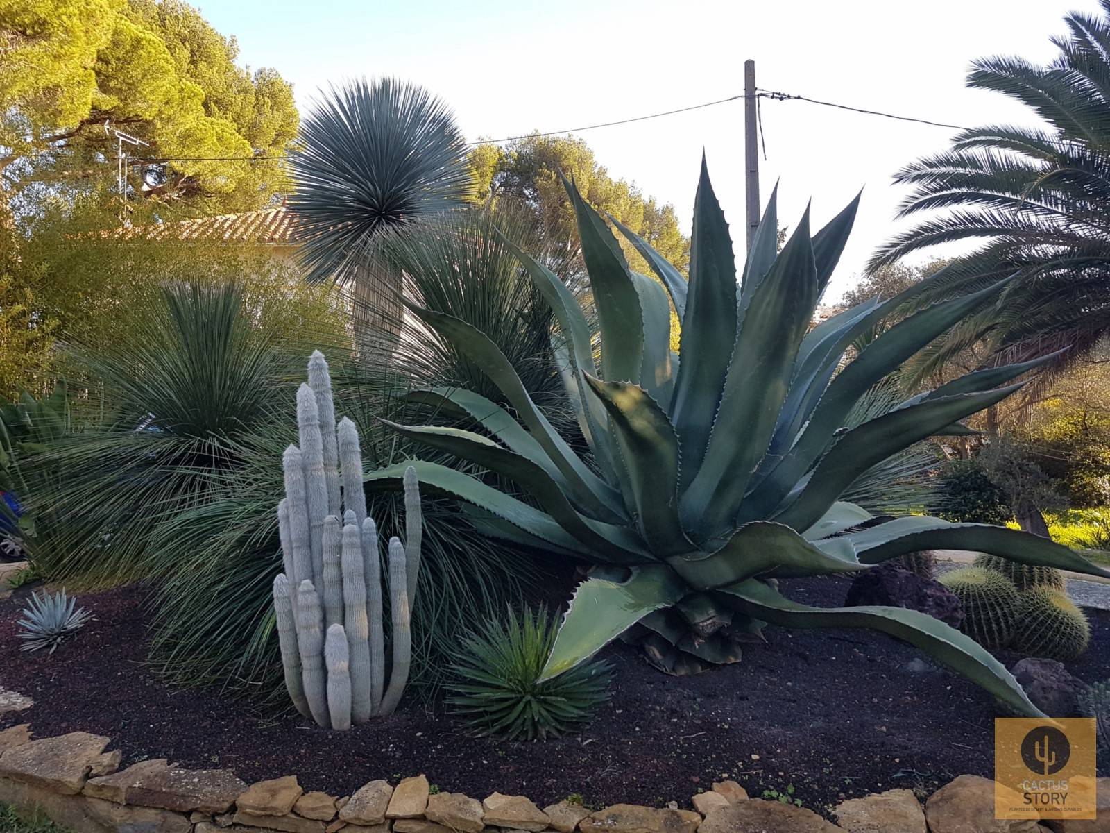 Aménagement D'un Jardin Sec Rocaille - Vente De Cactus Et ... à Creer Un Jardin Sec