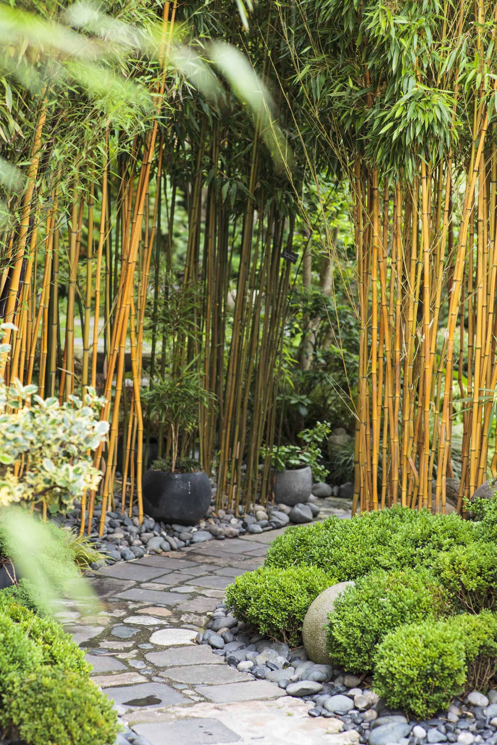 Aménager Un Jardin Japonais Chez Soi dedans Plantes Pour Jardin Japonais
