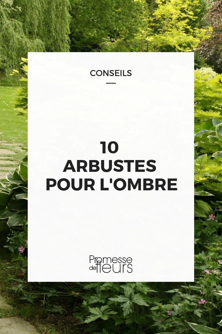 Arbuste D'ombre : 10 Variétés Indispensables Au Jardin avec Plante Jardin Ombre