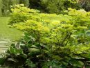 Arbuste D'ombre : 10 Variétés Indispensables Au Jardin destiné Plante Jardin Ombre