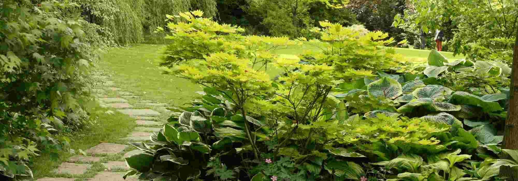 Arbuste D'ombre : 10 Variétés Indispensables Au Jardin destiné Plante Jardin Ombre
