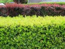 Arbustes À Croissance Rapide | Place Des Jardins: Le Blog à Arbre De Jardin A Croissance Rapide