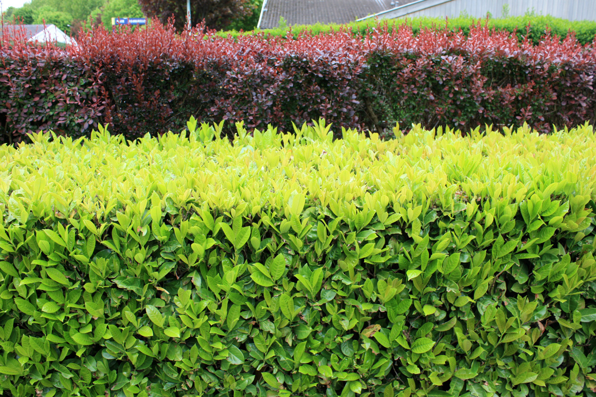 Arbustes À Croissance Rapide | Place Des Jardins: Le Blog tout Haie De Jardin Pousse Rapide