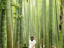 Bambou Déco: 40 Idées Pour Un Décor Jardin Avec Du Bambou dedans Déco Jardin Bambou