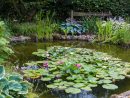 Bassin De Jardin : 10 Conseils Pour L'aménager : Femme ... serapportantà Acheter Bassin De Jardin