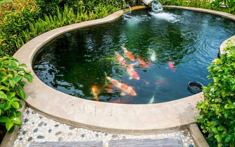 Bassin De Jardin : Quand Introduire Des Poissons ? encequiconcerne Bac Poisson Jardin