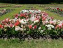 Bilder Von Garten Blumen Amaryllis Viel 1920X1080 avec Amaryllis De Jardin