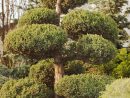 Ces Plantes Incontournables Dans Un Jardin Japonais avec Plante Jardin Japonais