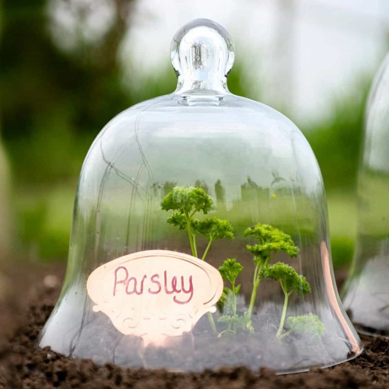 Cloche En Verre Jardin 25Cm - Lot De 2 intérieur Cloche En Verre Jardin