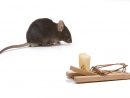 Comment Se Débarrasser De Rats De Manière Écologique ? avec Comment Se Débarrasser Des Rats Dans Le Jardin